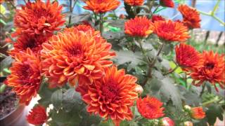 Pruning and Propagating Chrysanthemums in a Pot [upl. by Amberly321]