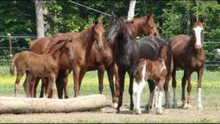 Saddlebred Horses For Sale [upl. by Jews]