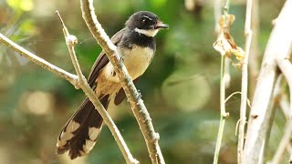 Malaysian Pied Fantail Call  Rhipidura javanica [upl. by Oranneg765]