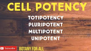 Cell Potency types TotipotentPluripotentMultipotentUnipotent  Stem Cell Cell fate Totipotency [upl. by Schroth283]