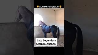 The LateLegendery Marwadi Horse Stallion quotAlishanquot udaipur horse shorts nukra marwaristallion [upl. by Ibba]