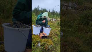 Berry picking tools harvesting blueberry wildberries [upl. by Kiele]