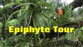 The Plant Traveller Epiphyte Tour [upl. by Sinnard]