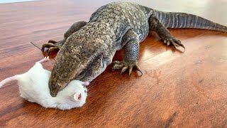 Lizard EATS 2 MiceLive Feeding [upl. by Akim802]