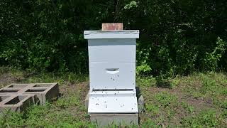 Installing 10000 Russian Bees into their New Home Bee Keeping 1 [upl. by Ferro]