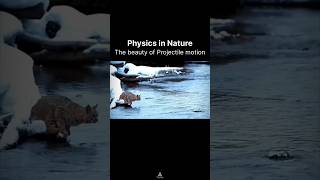 Physics in Nature  The beauty of Projectile motion [upl. by Guadalupe]