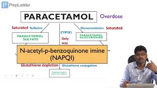 Paracetamol toxicity  Biochemical Basis  Lecture [upl. by Melac]