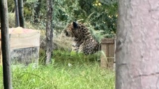 BE Aware Today Cheetah in Apple Garden sariwarpora pattan [upl. by Luke53]