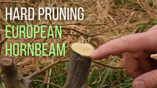 Hard pruning an European hornbeam Carpinus betulus pre bonsai [upl. by Urdna]