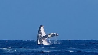 Photos Whale spotted in semifinal round of Olympics surfing competition in Tahiti [upl. by Allcot575]