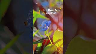 Cỏ Dại Ven Đường  Hoa Rau Trai Ai Rap  Đoạn Thoại [upl. by Mastic]