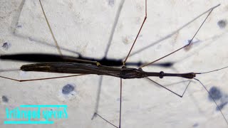 Insect Species  Semiaquatic Bugs  Water Measurers Hydrometra longicapitis [upl. by Adnuahsar609]