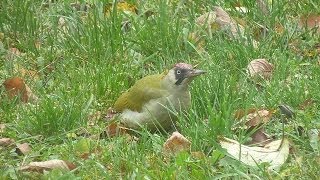 Grünspecht Picus viridis auch Grasspecht Erdspecht [upl. by Nylac]