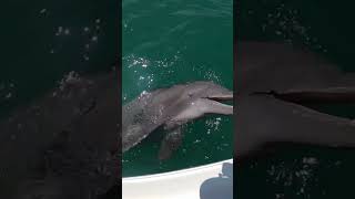 What a fun trip fishing shorts dolphin ponceinlet dolphins catchandrelease catchingfish [upl. by Sabelle]