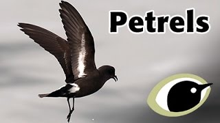 BTO Bird ID  Petrels [upl. by Aicad]