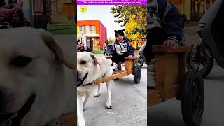 Smart genius pet dog 🐶😍 part3  Smart Appliances Kitchen Utensils Home Inventions MTS Gyan [upl. by Lletnohs]