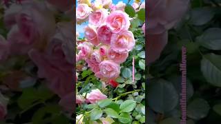 Natural flower gardensflowers roseflowergarden beautifulflowers nature rosegarden rosegardens [upl. by Maddox]