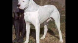 DOGO ARGENTINO [upl. by Adel]