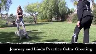 Wolfdog Training with Journey [upl. by Chiquia937]