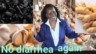 Natural way to prevent and cure diarrhea in poultry farming [upl. by Aznaed80]