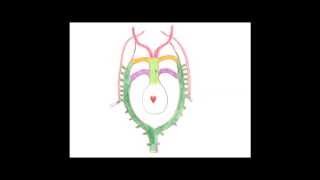 Medical Embryology  Development of the Aortic Arches and Large Arteries [upl. by Ayanad]