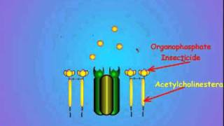 7 Acetylcholinesterase and Insecticide Inhibition [upl. by Iliak]