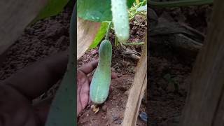 From Flower to Fruit Development farming cucumberfarming farming fruit [upl. by Ume]