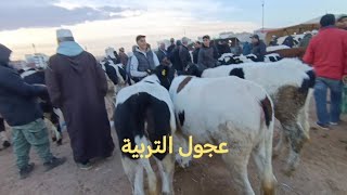 عجلات التربية 🐂🐂 سلالات متنوعة مباشرة من سوق فاس 🇲🇦🇲🇦 اللهم بارك [upl. by Yllek]