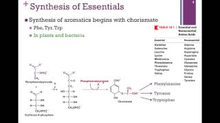 137Synthesis of Essential Amino Acids [upl. by Ycniuqed]