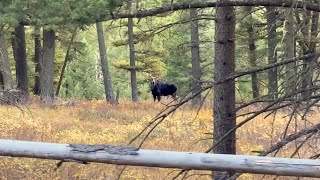 Bull amp Cow Moose Foraging In The Mountains of Montana [upl. by Nodnart364]