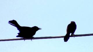 Carib Grackle singing [upl. by Rema]