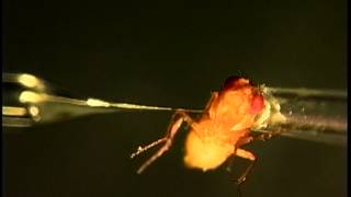 Giving a Female Gnat Drosophila a Shot of Male Sex Gland Fluids [upl. by Lebama]