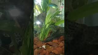 Danio fish aquariumfish danios pethouse trendingshorts alaga [upl. by Leanna714]