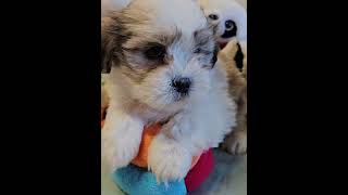 ShihTzu cuccioli disponibili shihtzu [upl. by Gahl]