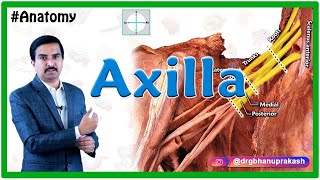 Anatomy of the Axilla by Cadaveric HD images  Dr G Bhanu Prakash [upl. by Eirrotal]