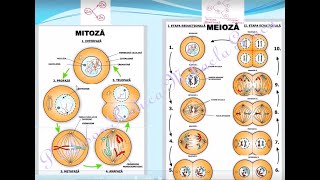 DIVIZIUNEA CELULARA  MITOZA MEIOZA  Lectii de biiologie clasa a IXa [upl. by Crichton915]