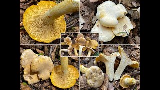 Pilzportrait  Blasser Pfifferling Cantharellus pallens  Cantharellus cibarius var albus [upl. by Yniatirb]