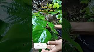 Palash Lata Butea superba ayurvedloversayurvedamedicinalplants ayurvedic shorts [upl. by Ecydnak636]