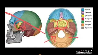 L3 Anatomy  Lock jaw amp Ms of mastication ECEC2024🌻 [upl. by Noskcire]