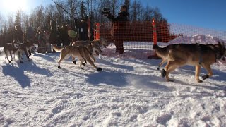 Iditarod 2023 Ceremonial Start [upl. by Dawes]