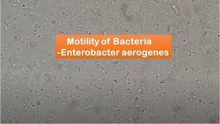 Bacteria motility of Enterobacter aerogenes [upl. by Anrim]