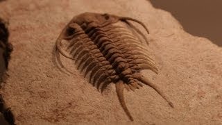 Rare Fossils of Ancient Trilobites [upl. by Lahcsap]