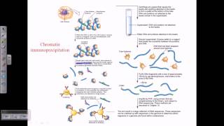 Chromatin immunoprecipitation [upl. by Lister]