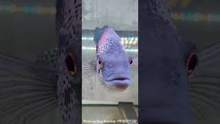 Волки parachromis dovii aquarium fish cichlid [upl. by Aleet]