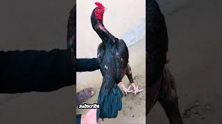 Aseel murga tiktok video  Aseel murga fighting  hen fighting  Aseel murga tiktok viral video [upl. by Adias]