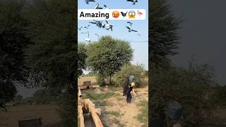 Amazing animals birds birdhunting entertainment frminghunting amazon kisan frmaramorgrow [upl. by Nodarb]