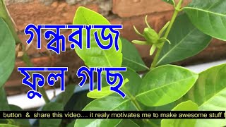 গন্ধরাজ ফুল গাছের পরিচর্যা আমরা কিভাবে করবHow to grow Gandhraj care and tips  Gardenia Fower Plant [upl. by Aivalf610]