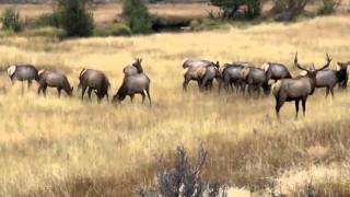 Cow elk quottalkingquot in RMNP [upl. by Blood]