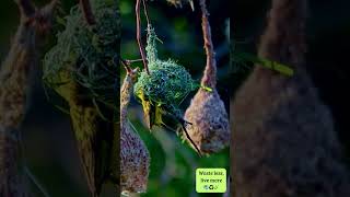 Web of Life Weaver Birds Nesting 🌿🕊️ weavers birds nest birdnest nature nestmaking [upl. by Noed]