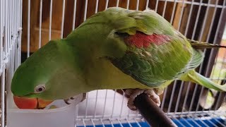 Alexandrine parrot video alexanderparrot parrot [upl. by Metzger]